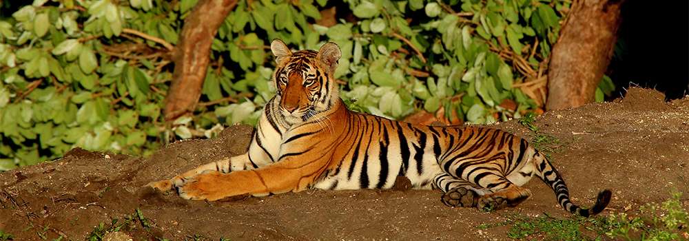 Bandipur National Park